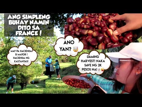 Video: Paano Kinakain Ang Mga Kastanyas