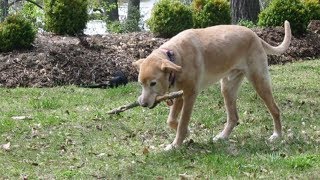 Police Spot This Pup Eating Out Of The Trash When They Find Out Who He Is No Way