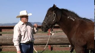 What Is A Mustang Horse - Proud Cut Mr. T Was Caught In Hills Of Nevada