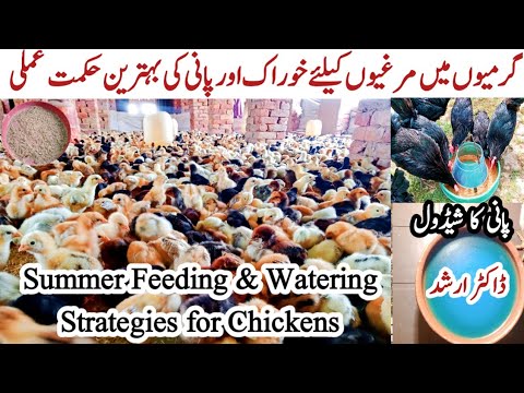 Chicken Feeding and Watering Strategies During Summer Season | Chicken