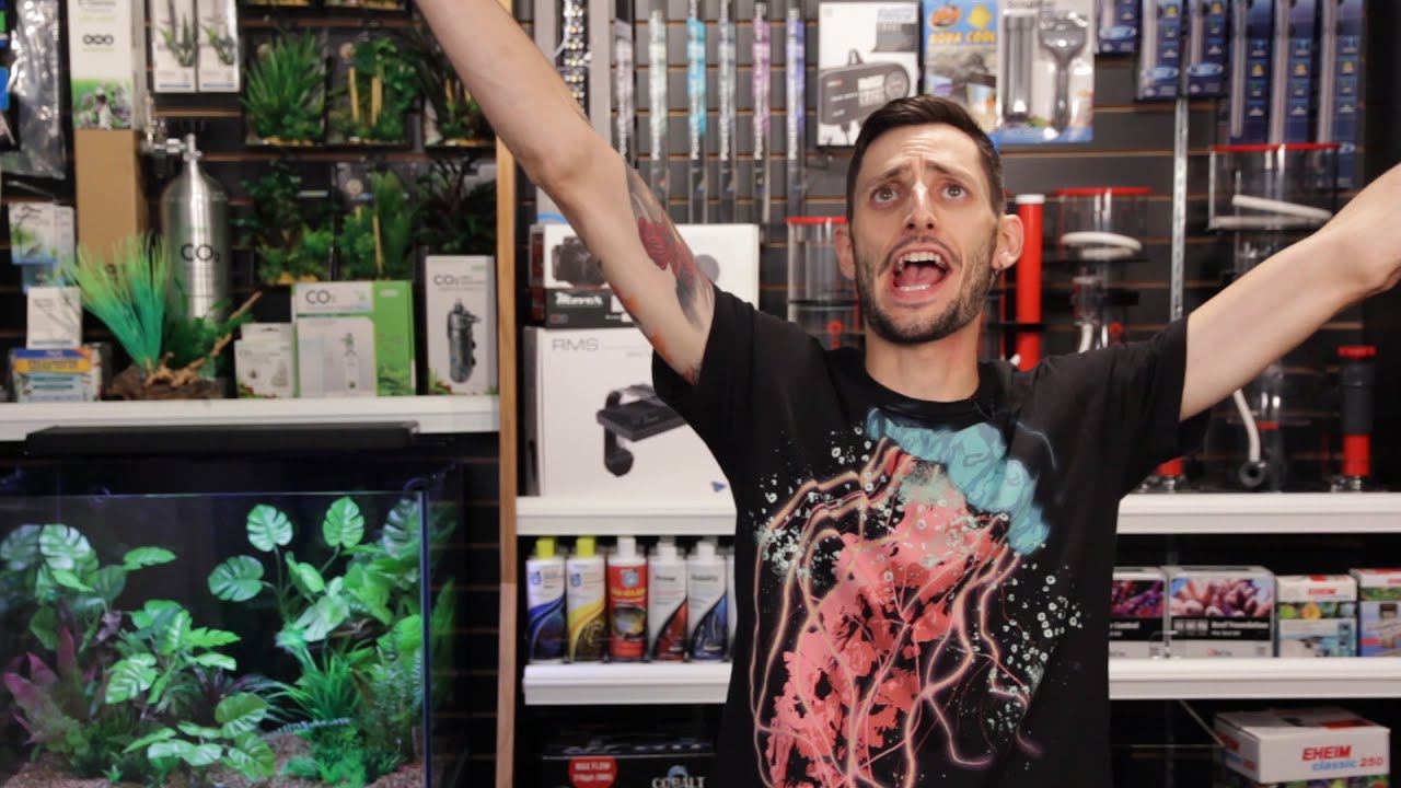 planted aquarium dubai How To Help Us Continue Bringing You Content | BigAlsPets.com