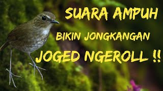 Suara pancingan birahi Jongkangan