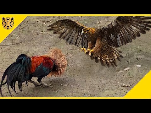 Video: Akankah burung hantu palsu menjauhkan elang dari ayam?