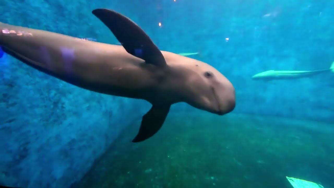 衝撃的すぎてショックを受けた凄い水槽 その①