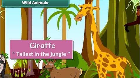 1st Class EVS | Animal Life 1