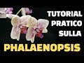 Tutorial pratico su come curare una orchidea phalaenopsis