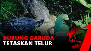 Selamat dari Kepunahan, Elang Jawa Tetaskan Telur di Pusat Suaka Sukabumi | tvOne