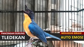 Suara tledekan gunung belajar bunyi ngerol GACOR - Masteran burung sulingan bakau agar bongkar isian