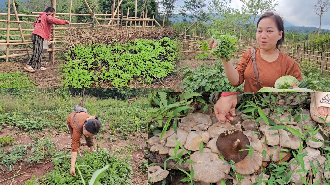 Nyab wb mus de zaub os muaj nceb ntau kawg li 28 กุมภาพันธ์ ค.ศ. 2026