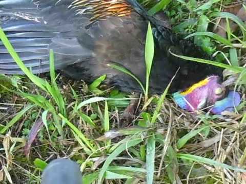 85 Gambar Ayam Hutan Kena Tembak Terbaik Gambar Pixabay 85 Gambar Ayam Hutan Kena Tembak Terbaik Gambar Pixabay
