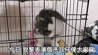 Little Greys cleaning time// 小灰灰洗耳仔