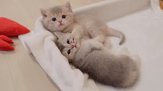 This kitten is so cute when it sees its tired owner and shows its belly to be pampered.