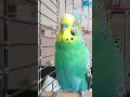 Muhabbet kuşu sesi #birds #talkingparot #parrot #muhabbetkuşu #muhabbetkuşu #birdsong #birdsong