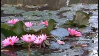 ' Awakening '........at 'Dawn'....Water Lily Pond....a beautiful Budhhist Crystal Music !