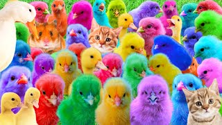 Catch Cute Chickens, Colorful Chickens, Rainbow Chickens,Ducks,Cute Cats,Rabbits,Animals Cute #252