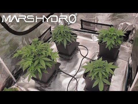 Autoflowers Flower Cycle Starting + Weeks 4-6 - The Mars Grow: S2 EP4 | Mars Hydro FC 6500