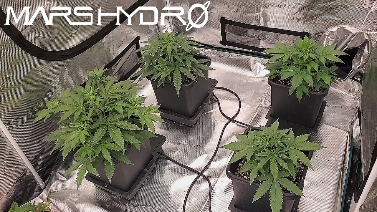 Autoflowers Flower Cycle Starting + Weeks 4-6 - The Mars Grow: S2 EP4 | Mars Hydro FC 6500