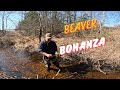 Spring Beaver Trapping In Maine Spring Beaver Trapping In Maine