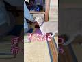 【猫和尚】内緒話？ではないよ #猫 #猫動画 #cat #cute
