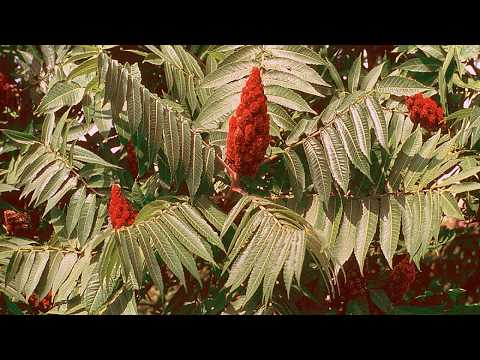 Βίντεο: Τι είναι το Sumac