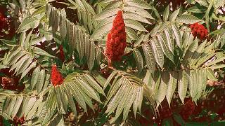 :  -     Sumac - delicious antiviral natural beverage