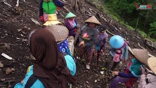 Download Lagu Gambo..rawa patu cambe..hiburan musin tanam.. MP3