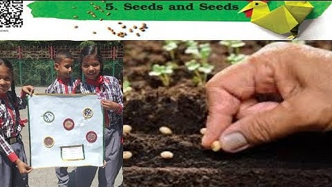 SEEDS AND SEEDS(Part-1) हिन्दी explanation | NCERT Class-5 EVS Chapter -5 |CBSE Class-5 EVS