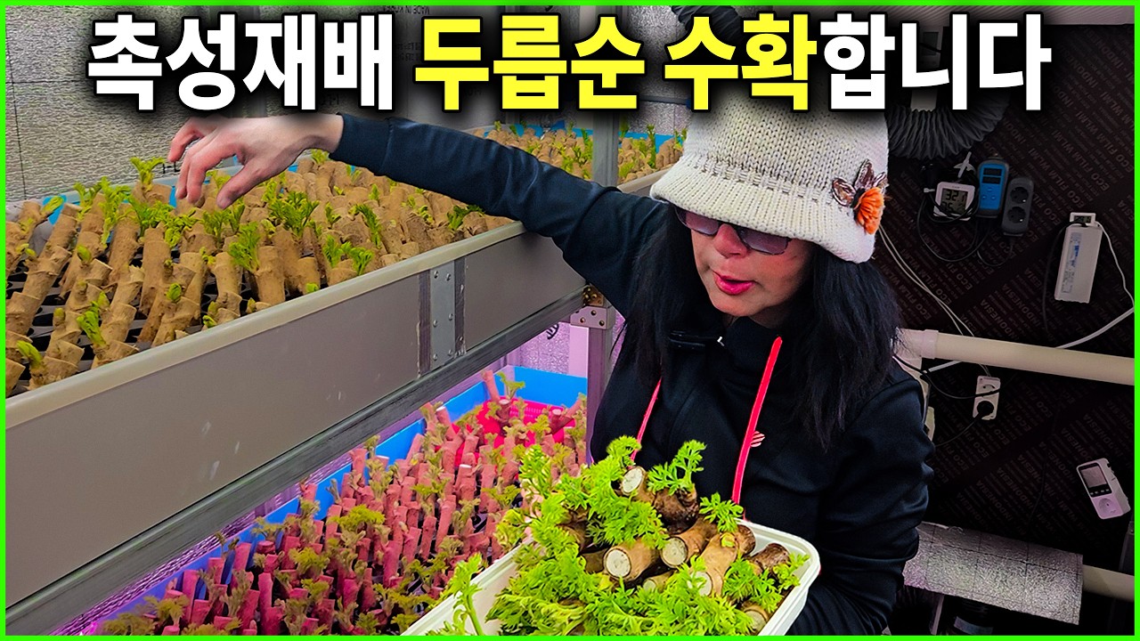 10일차에 두릅 수확시작합니다❤️ 상품성있는 순을 직접 확인해보세요!