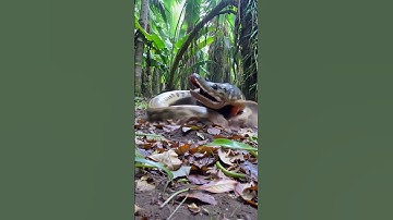 Epic Python vs. Crocodile Battle 🐍🦎