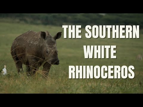 The Southern White Rhinoceros  - Everything you need to know about White Rhinos