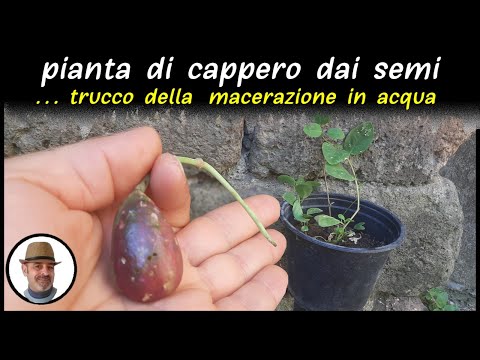 Video: Scopri le piante di talpa - Coltivare la pianta di talpa di Caper Spurge