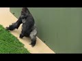 シャバーニ家族 743  Shabani family gorilla
