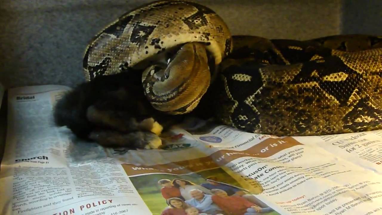 pets at home Feeding Day At KG Constrictors Part 2 (Part 1 began with Farrah)