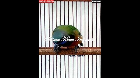 #shorts ~ Cucak Cungkok Istimewa ~ Tembakan Istimewa - Masteran Murai - Orange Bellied leafbird