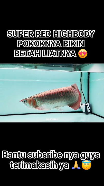 Arwana SR highbody #arowanakeepers #arwanafish #arwana #arwanasuperred #fishpredator #shorts #fyp