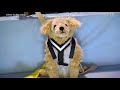 How Pet Product Are Tested For Safety