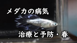 メダカ飼育 春先を代表する病気の治療と予防 Youtube