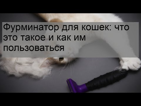 Фурминатор для кошек: что это такое и как им пользоваться