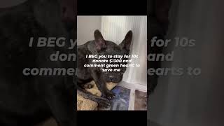 Donations link in GoFundMe in bio 🙏🐾