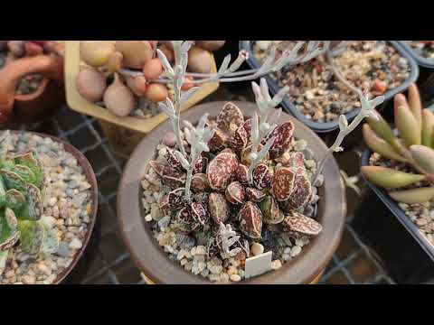 Video: Adromiscus Adromischus - Species, Photos, Care And Growing Problems