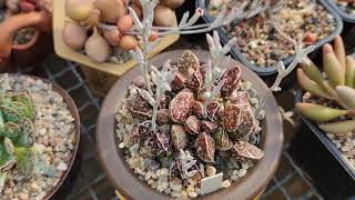 :     2020. Adromischus collection