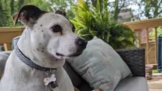 What kind of dog is Tillie? Embark Dog DNA Test - Part 2: The results are in!