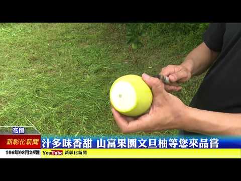 新彰化新聞20170825 氣候穩定量增 花壇文旦柚草生栽搶先上市