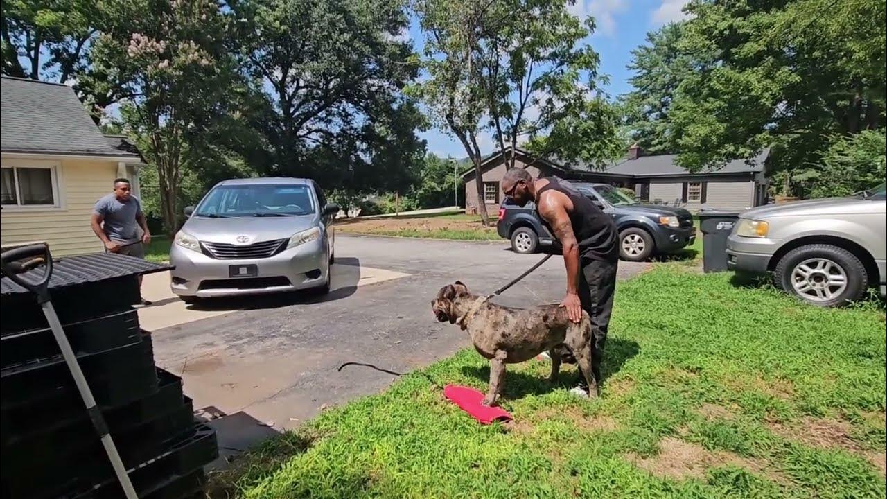 will-my-dog-protect-me-or-run-away-youtube