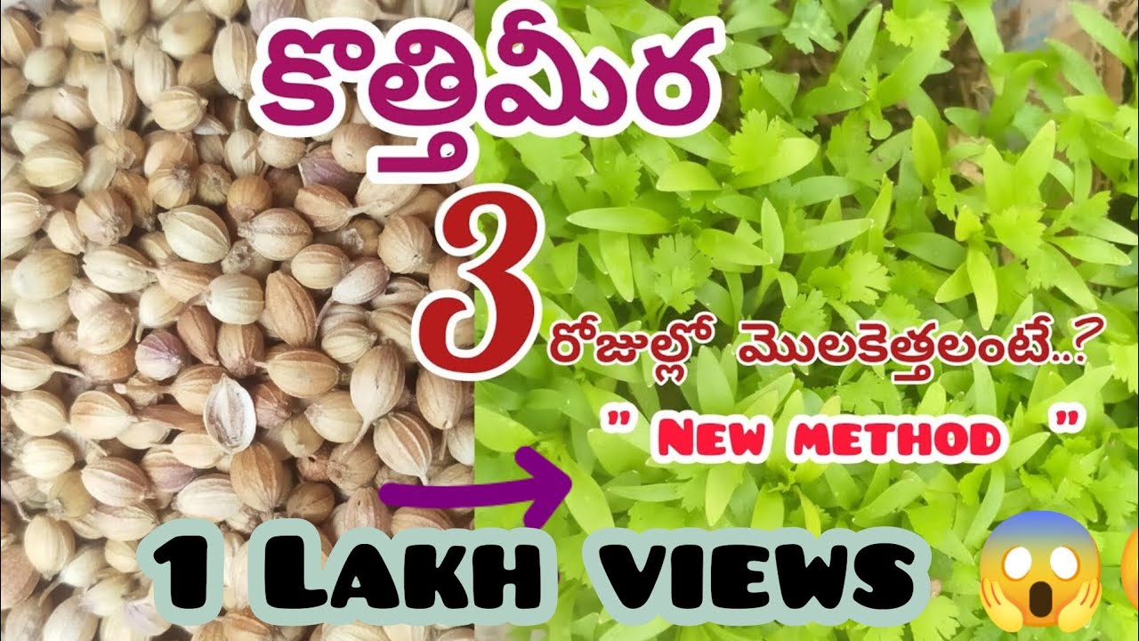 Fastest growing New method of Coriander /కొత్తిమీర సులువుగా పెంచటం ఎలా...? #howto#coriander