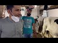 Sarfaraz Ahmed Bulls For Qurbani 2020 I Rana Cattle Farm