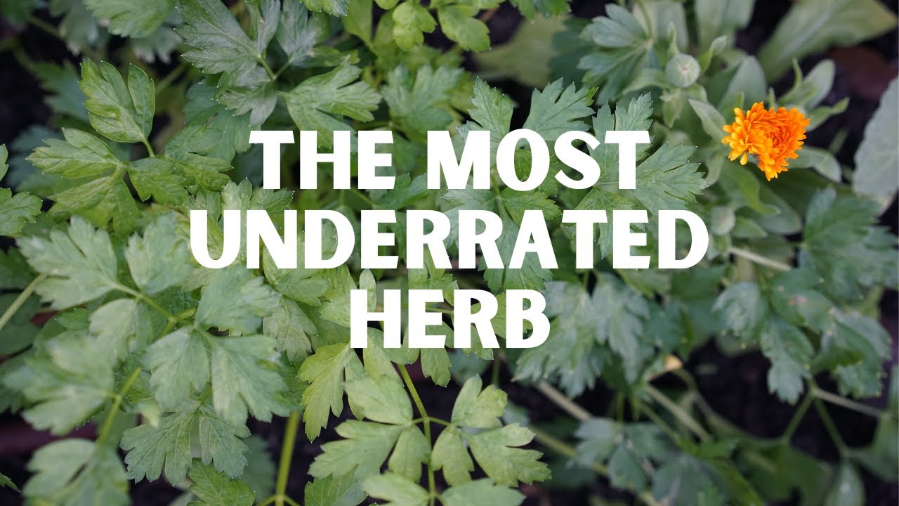 How to Harvest Parsley (My Favorite Kitchen Garden Herb)