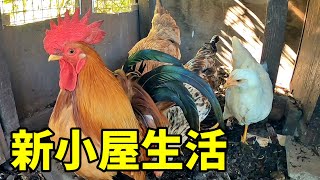 改築した小屋にニワトリ達は馴染めるのか…【鶏飼育】 127話目