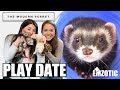 FERRET PARTY! Bonus Weasels Meet 'The Modern Ferret'