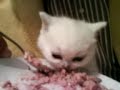 Nom nom nom